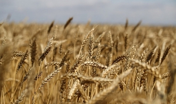 В Волгоградской области взяли на контроль зимующий запас саранчовых вредителей