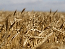 В Волгоградской области взяли на контроль зимующий запас саранчовых вредителей