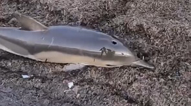 Два дельфиненка выбросились на берег в Анапе, один из них погиб