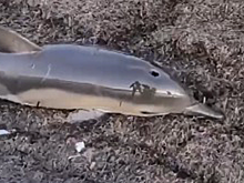 Два дельфиненка выбросились на берег в Анапе, один из них погиб