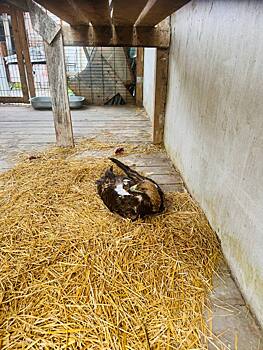 Редкий императорский орел из Оренбуржья спасен и отправлен в Челябинск