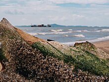 На берег в Британии выбросило загадочного огромного морского червя