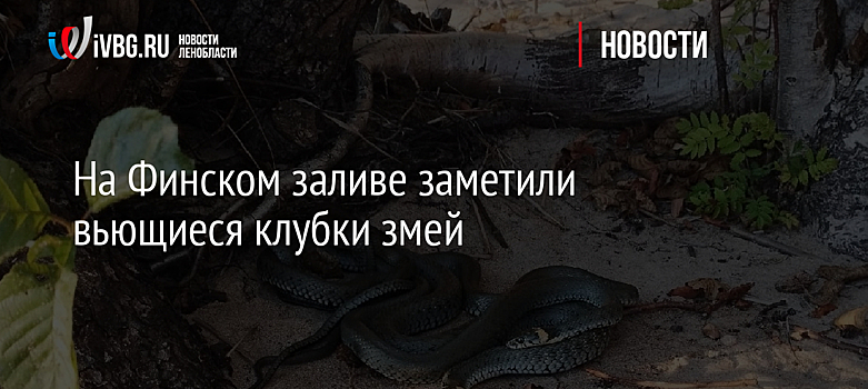 На Финском заливе заметили вьющиеся клубки змей