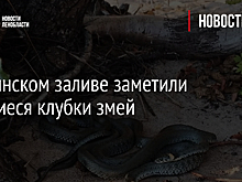 На Финском заливе заметили вьющиеся клубки змей