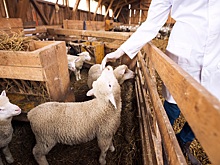 Новый ГОСТ по исследованию племенной продукции сельхозживотных и птиц вступил в силу 1 июля