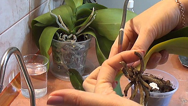 Экстренная реанимация орхидеи! Если взять в руки активированный уголь и…