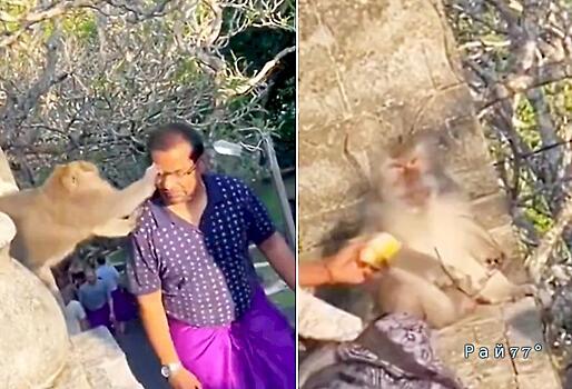 Хитрая обезьяна стащила очки с носа доверчивого туриста: видео