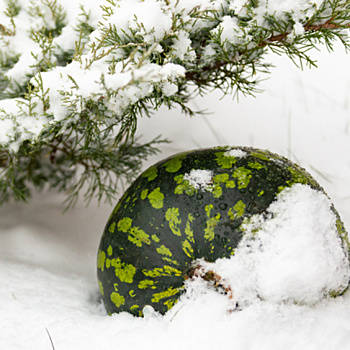 Какие сорта арбузов подойдут для холодного климата