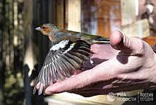 Helsingin Sanomat (Финляндия): российские орнитологи на Куршской косе кольцуют птиц во время перелета