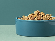 Кинолог рассказал о принципах здорового собачьего рациона