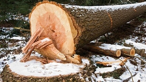 Упавшее дерево убило лесоруба на Вологодчине