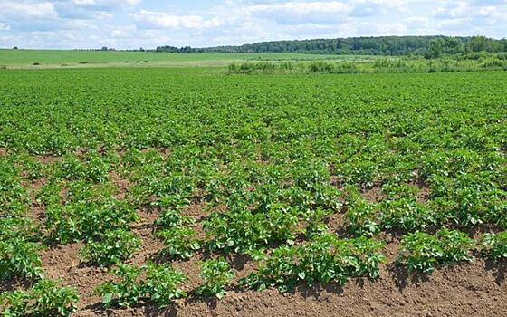 Картофелеводство 2023: Костромская область расширяет посевные площади