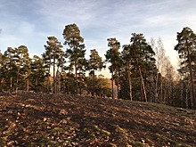 Челябинцы просят Путина и Текслера защитить городской бор от строительства хирургического корпуса ОДКБ