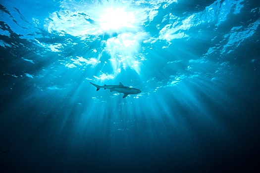 Акулу, которая напала на россиянина в Хургаде, приманили? Почему такие атаки происходят все чаще