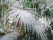 Улицы столицы Ливии Триполи покрылись снегом из-за погодной аномалии