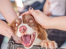 В библиотеке №184 продолжается благотворительная акция по сбору помощи для животных из приюта