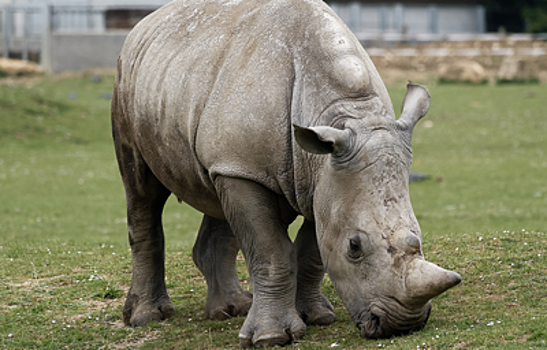 Последнего​ ​самца​ ​северного​ ​белого​ ​носорога​ ​зарегистрировали​ ​в​ ​Tinder