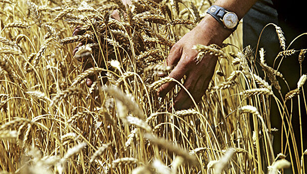 Россия побеждает в мировой "зерновой войне"