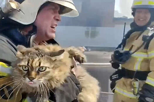 МЧС РФ: из горящего дома в Батайске вынесли трех кошек, хомяка и шиншиллу