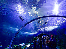 В Приморском океанариуме продолжают гибнуть животные