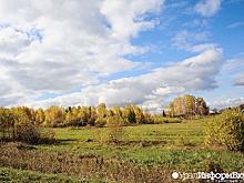 Российские власти не хотят замечать леса на землях аграриев