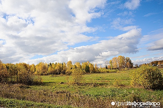 Российские власти не хотят замечать леса на землях аграриев