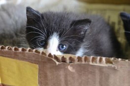 Друг из приюта. Как взять животное под опеку?