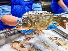 Сезонная речная рыба появилась на рынках «Москва – на волне»