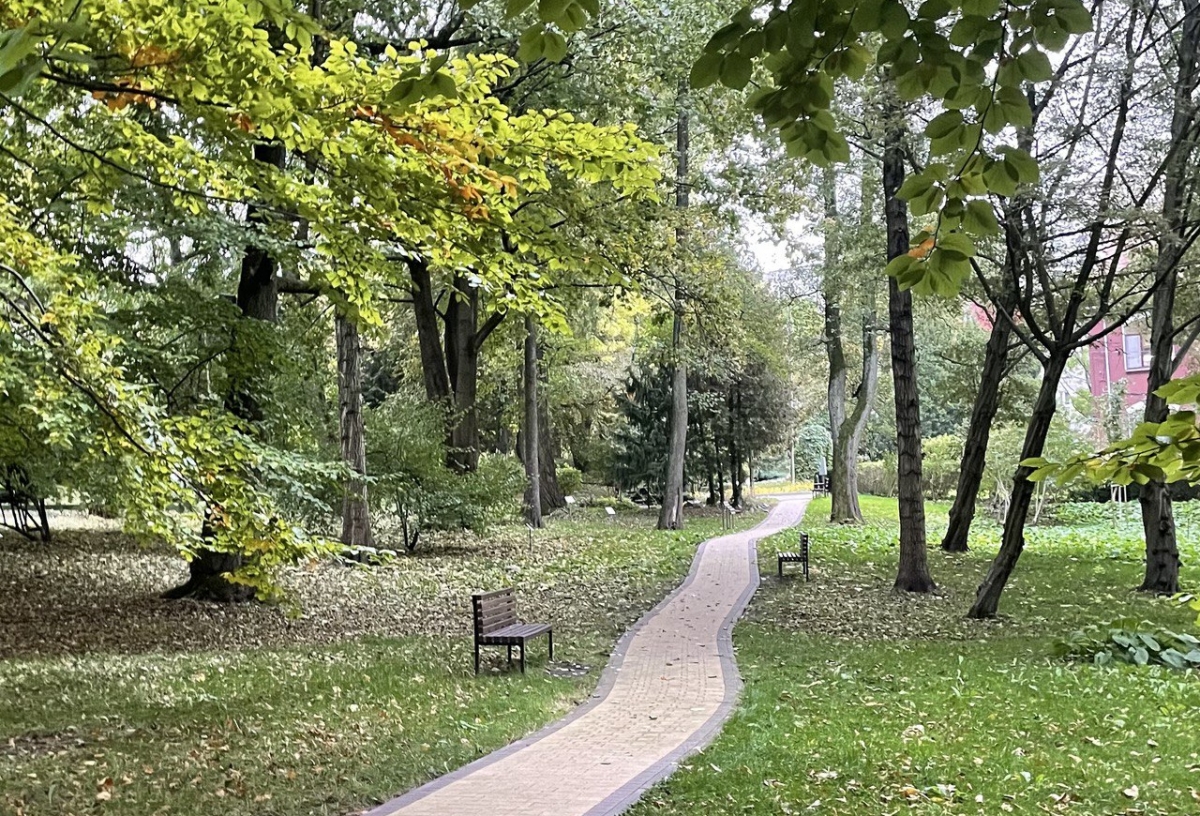 Самовольно нельзя: власти Омска рассказали, как получить разрешение на высадку деревьев возле многоэтажки