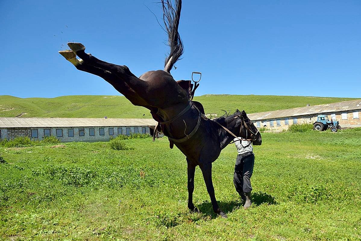 Карачаево-Черкесия передала конной полиции Севастополя 18 лошадей карачаевской породы
