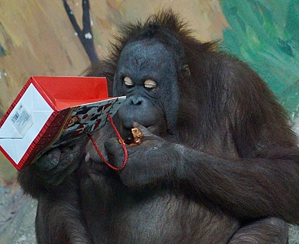 В Новосибирском зоопарке орангутанам на Новый год подарили пледы и подушки