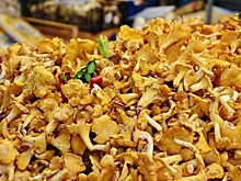 Рязанская область вошла в топ-10 направлений для грибного туризма осенью