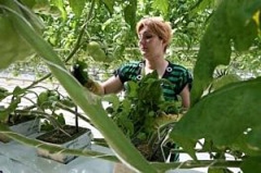 В 2016 году сельхозпредприятия Кубани вырастили почти 88 тыс. тонн тепличных овощей