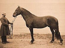 Лошади вычислят неуверенного человека по позе