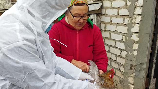 Из-за птичьего гриппа в Дергачах начали делать прививки курицам