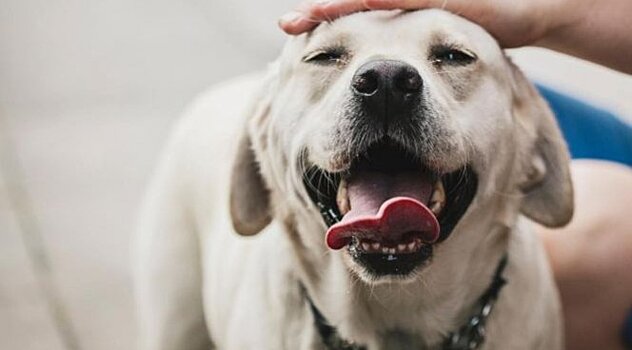 Собаки самыми первыми могут обнаружить рак