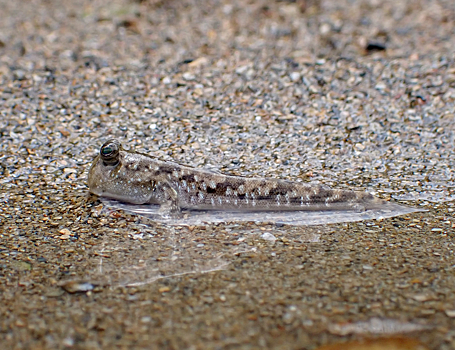Илистые прыгуны изменили свое тело для передвижения по суше