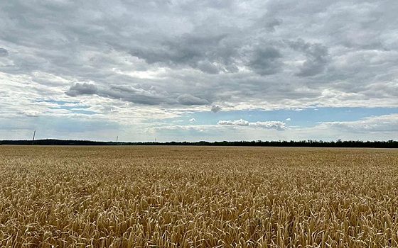 В Рязанской области собрали 1,3 млн тонн зерна