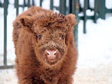 Детеныш родился у хайлендов Борьки и Зорьки в нижегородском «Лимпопо»