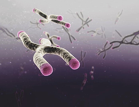 «Колпачки» на хромосомах насекомых помогут понять механизмы старения
