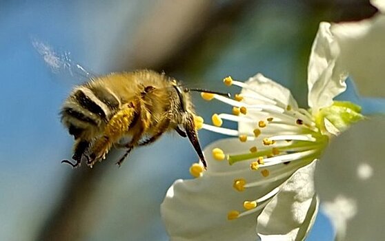 Израильские пчёлы не прошли погранконтроль в Домодедово