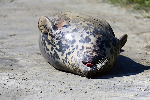 Милый и толстый тюлень стал звездой океанариума в Японии