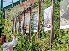 "Роснефть" представила уникальный атлас морских птиц Российской Арктики