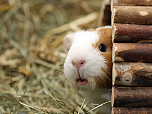 Можно ли взять морскую свинку, крысу, хомяка или кролика из приюта