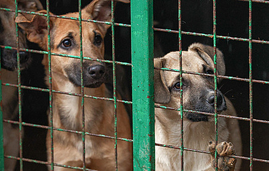 В Новосибирске отловили более 500 безнадзорных собак за год