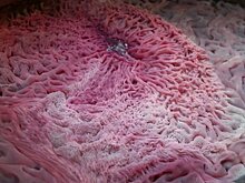 «ВКонтакте» существует сообщество эстетов-ценителей плесени