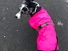 Тюменку выставили из автобуса из-за собаки