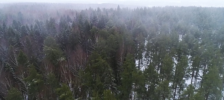 В Костромской области незаконную рубку в лесах выявляют с помощью дистанционного мониторинга