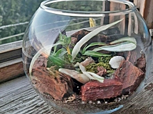 Цветовод рассказала, как сделать флорариум из подручных материалов