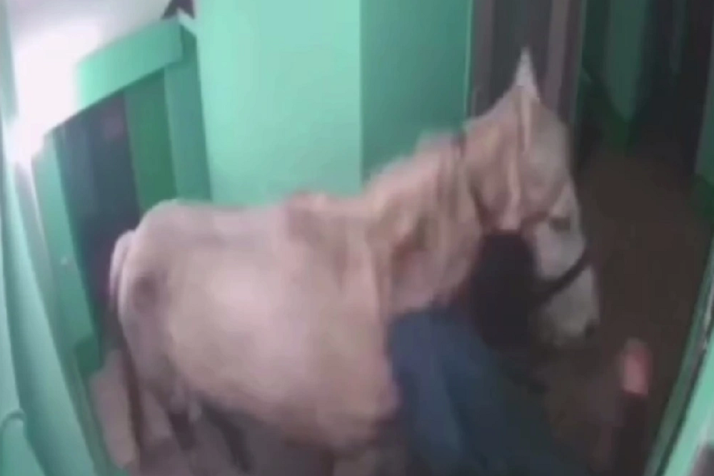 Арестован житель Кузбасса, который привел лошадь в квартиру многоэтажки